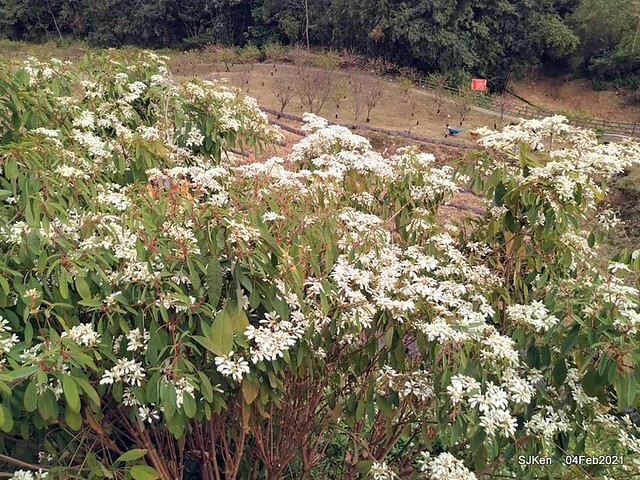 Cherry blossoms at 東湖樂活公園, Taipei, Taiwan,SJKen, Feb 4, 2021.