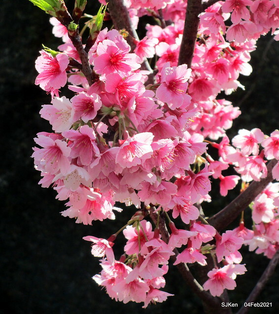 Cherry blossoms at 東湖樂活公園, Taipei, Taiwan,SJKen, Feb 4, 2021.