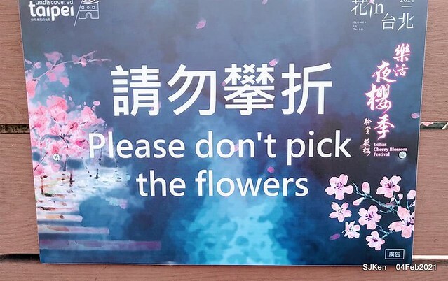 Cherry blossoms at 東湖樂活公園, Taipei, Taiwan,SJKen, Feb 4, 2021.