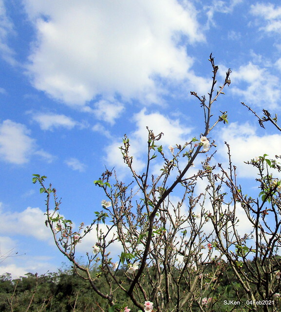 Cherry blossoms at 東湖樂活公園, Taipei, Taiwan,SJKen, Feb 4, 2021.