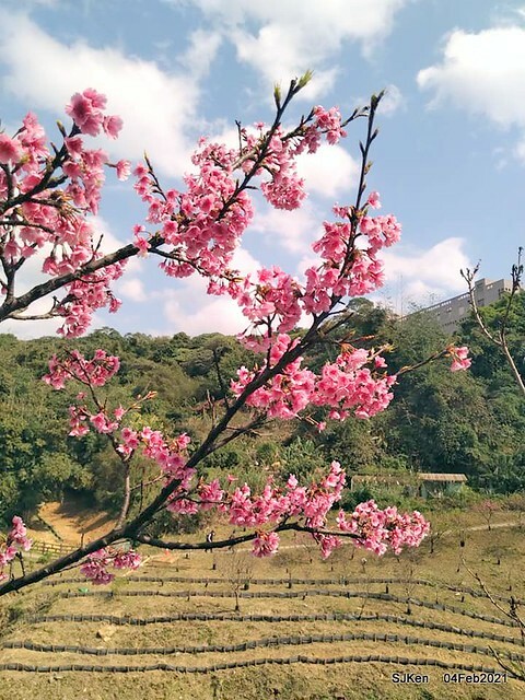 Cherry blossoms at 東湖樂活公園, Taipei, Taiwan,SJKen, Feb 4, 2021.