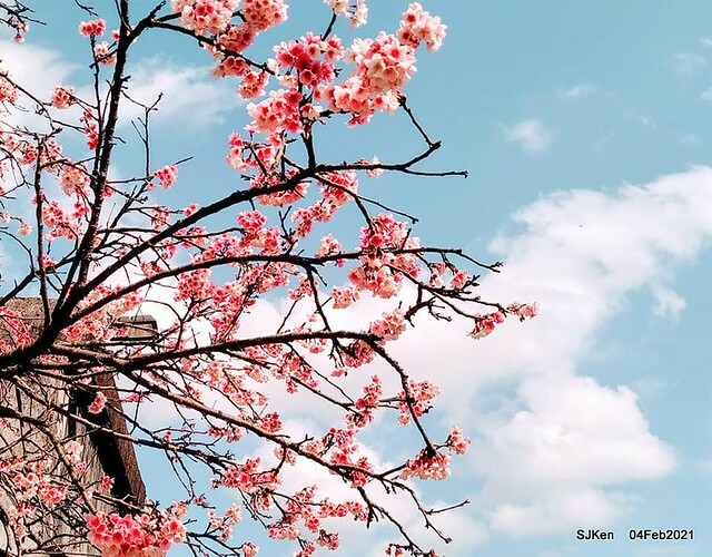 Cherry blossoms at 東湖樂活公園, Taipei, Taiwan,SJKen, Feb 4, 2021.