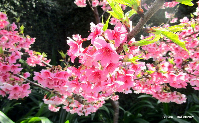 Cherry blossoms at 東湖樂活公園, Taipei, Taiwan,SJKen, Feb 4, 2021.