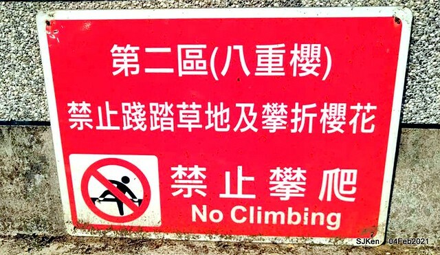 Cherry blossoms at 東湖樂活公園, Taipei, Taiwan,SJKen, Feb 4, 2021.