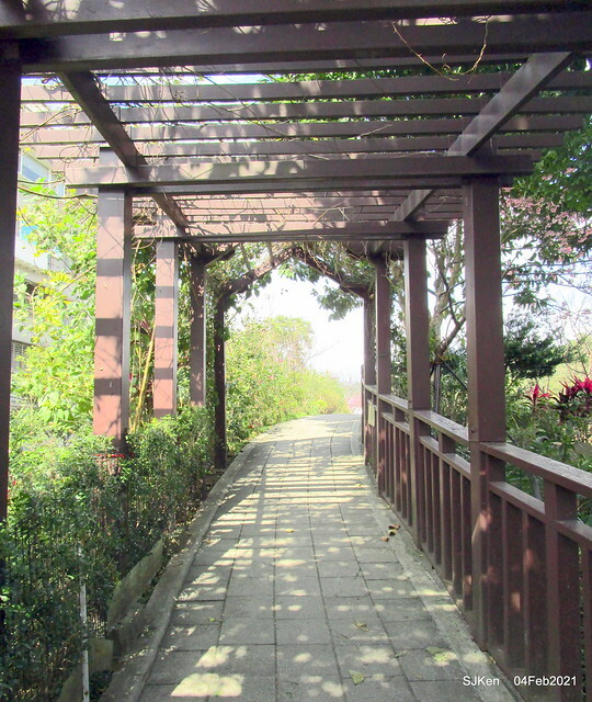 Cherry blossoms at 東湖樂活公園, Taipei, Taiwan,SJKen, Feb 4, 2021.