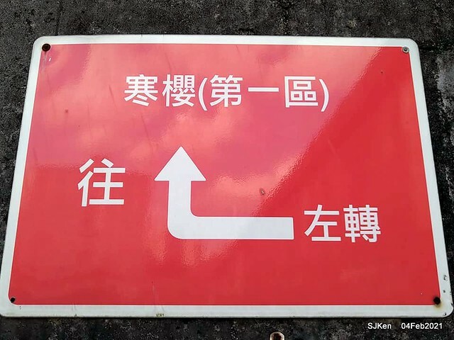 Cherry blossoms at 東湖樂活公園, Taipei, Taiwan,SJKen, Feb 4, 2021.