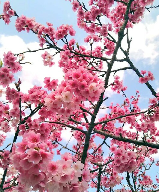 Cherry blossoms at 東湖樂活公園, Taipei, Taiwan,SJKen, Feb 4, 2021.
