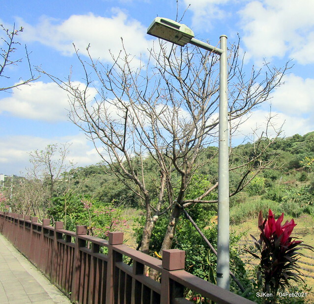 Cherry blossoms at 東湖樂活公園, Taipei, Taiwan,SJKen, Feb 4, 2021.