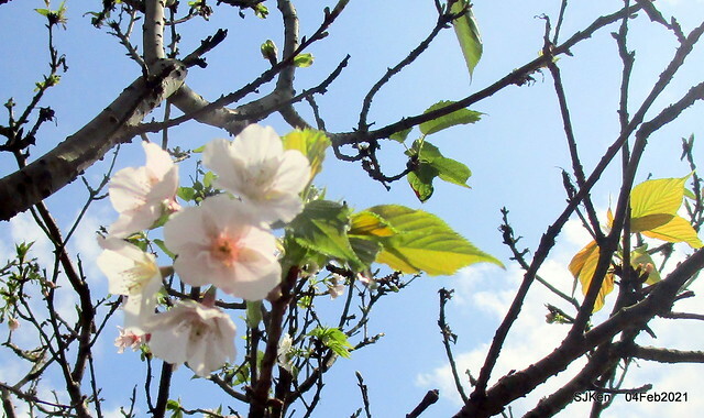 Cherry blossoms at 東湖樂活公園, Taipei, Taiwan,SJKen, Feb 4, 2021.