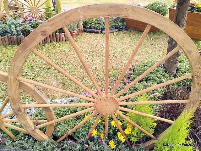 Cherry blossoms at 東湖樂活公園, Taipei, Taiwan,SJKen, Feb 4, 2021.