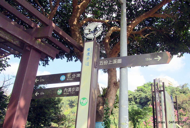 Cherry blossoms at 東湖樂活公園, Taipei, Taiwan,SJKen, Feb 4, 2021.