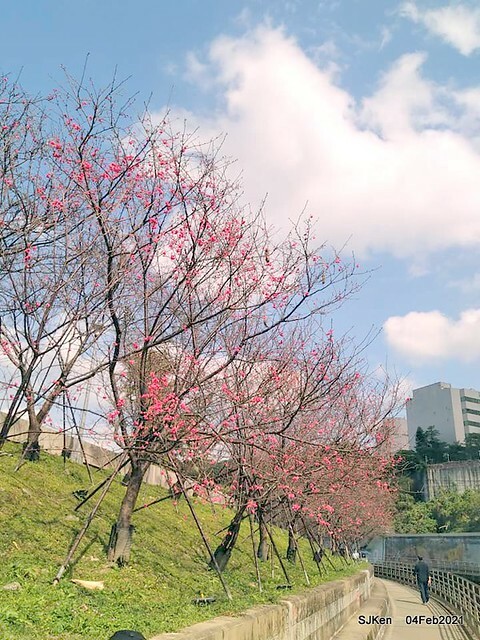 Cherry blossoms at 東湖樂活公園, Taipei, Taiwan,SJKen, Feb 4, 2021.
