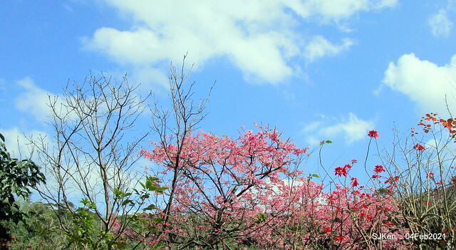 Cherry blossoms at 東湖樂活公園, Taipei, Taiwan,SJKen, Feb 4, 2021.
