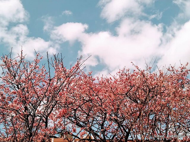 Cherry blossoms at 東湖樂活公園, Taipei, Taiwan,SJKen, Feb 4, 2021.