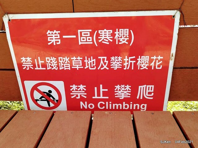 Cherry blossoms at 東湖樂活公園, Taipei, Taiwan,SJKen, Feb 4, 2021.