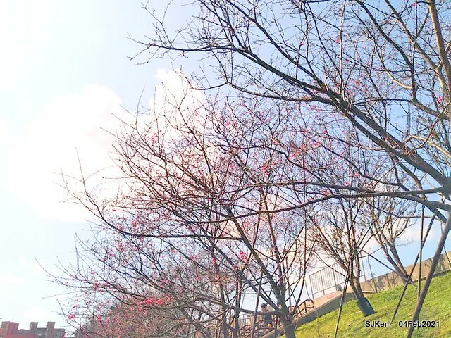 Cherry blossoms at 東湖樂活公園, Taipei, Taiwan,SJKen, Feb 4, 2021.