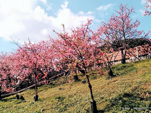 Cherry blossoms at 東湖樂活公園, Taipei, Taiwan,SJKen, Feb 4, 2021.