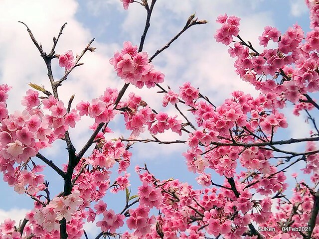 Cherry blossoms at 東湖樂活公園, Taipei, Taiwan,SJKen, Feb 4, 2021.