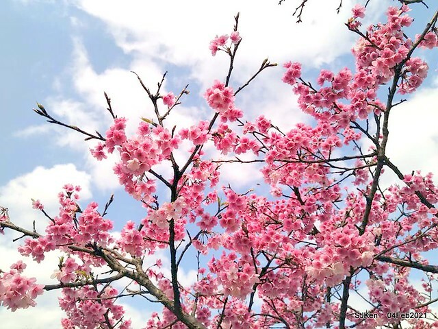 Cherry blossoms at 東湖樂活公園, Taipei, Taiwan,SJKen, Feb 4, 2021.