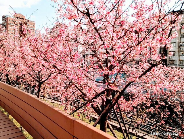 Cherry blossoms at 東湖樂活公園, Taipei, Taiwan,SJKen, Feb 4, 2021.
