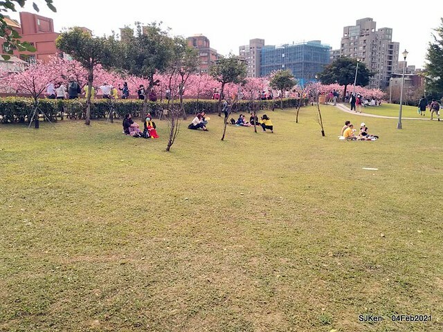 Cherry blossoms at 東湖樂活公園, Taipei, Taiwan,SJKen, Feb 4, 2021.