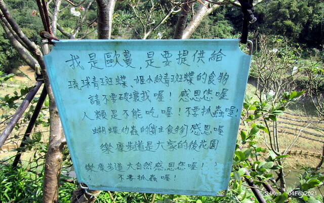 Cherry blossoms at 東湖樂活公園, Taipei, Taiwan,SJKen, Feb 4, 2021.