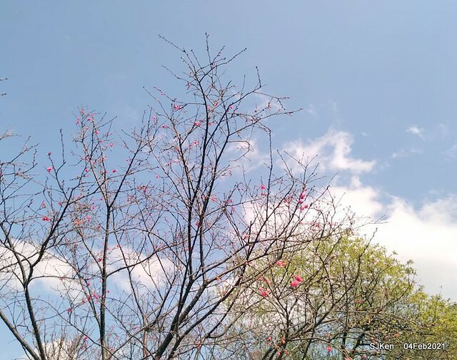 Cherry blossoms at 東湖樂活公園, Taipei, Taiwan,SJKen, Feb 4, 2021.