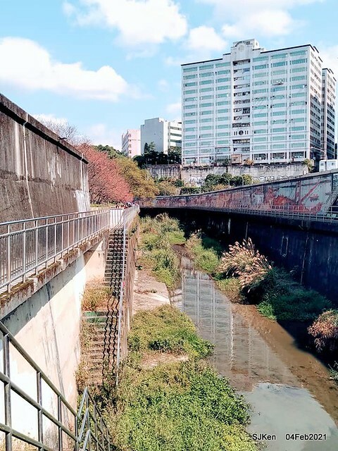 Cherry blossoms at 東湖樂活公園, Taipei, Taiwan,SJKen, Feb 4, 2021.