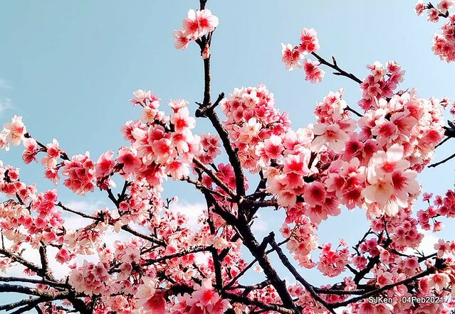 Cherry blossoms at 東湖樂活公園, Taipei, Taiwan,SJKen, Feb 4, 2021.