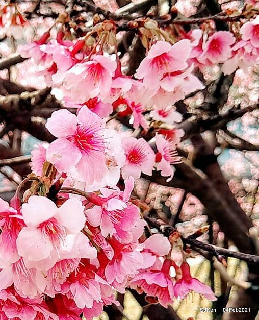 Cherry blossoms at 東湖樂活公園, Taipei, Taiwan,SJKen, Feb 4, 2021.