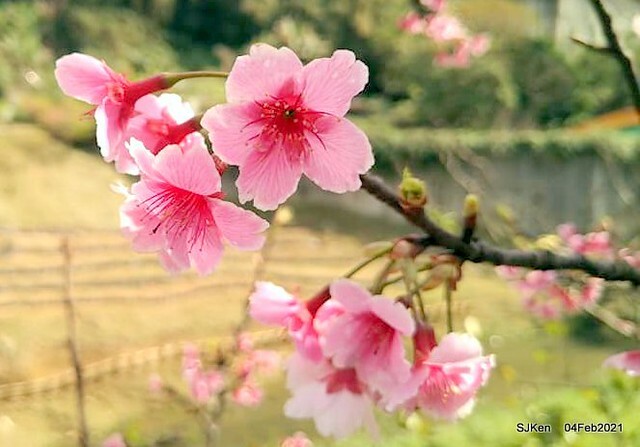 Cherry blossoms at 東湖樂活公園, Taipei, Taiwan,SJKen, Feb 4, 2021.
