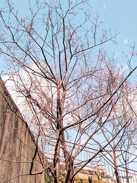 Cherry blossoms at 東湖樂活公園, Taipei, Taiwan,SJKen, Feb 4, 2021.