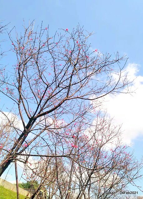 Cherry blossoms at 東湖樂活公園, Taipei, Taiwan,SJKen, Feb 4, 2021.