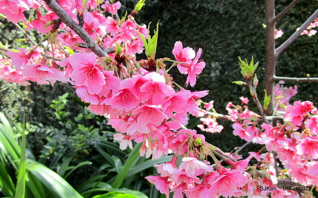 Cherry blossoms at 東湖樂活公園, Taipei, Taiwan,SJKen, Feb 4, 2021.