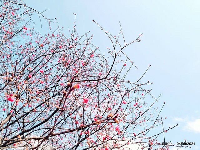 Cherry blossoms at 東湖樂活公園, Taipei, Taiwan,SJKen, Feb 4, 2021.