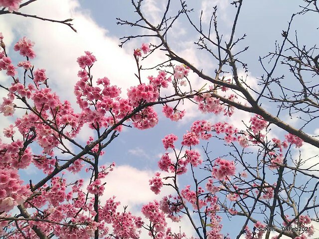 Cherry blossoms at 東湖樂活公園, Taipei, Taiwan,SJKen, Feb 4, 2021.
