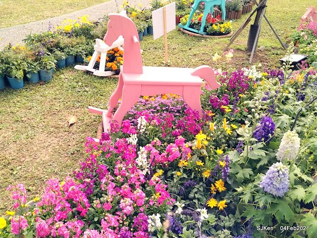 Cherry blossoms at 東湖樂活公園, Taipei, Taiwan,SJKen, Feb 4, 2021.