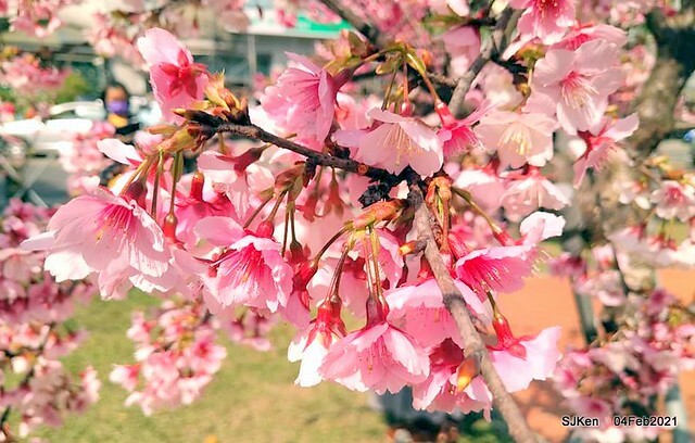 Cherry blossoms at 東湖樂活公園, Taipei, Taiwan,SJKen, Feb 4, 2021.