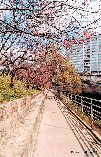 Cherry blossoms at 東湖樂活公園, Taipei, Taiwan,SJKen, Feb 4, 2021.