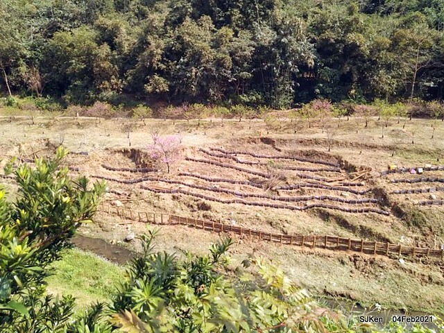 Cherry blossoms at 東湖樂活公園, Taipei, Taiwan,SJKen, Feb 4, 2021.