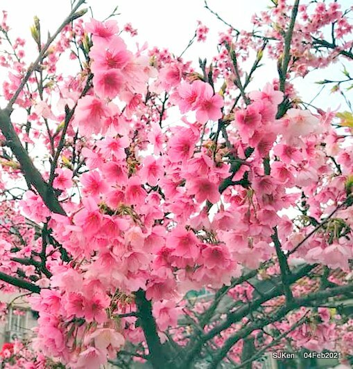 Cherry blossoms at 東湖樂活公園, Taipei, Taiwan,SJKen, Feb 4, 2021.