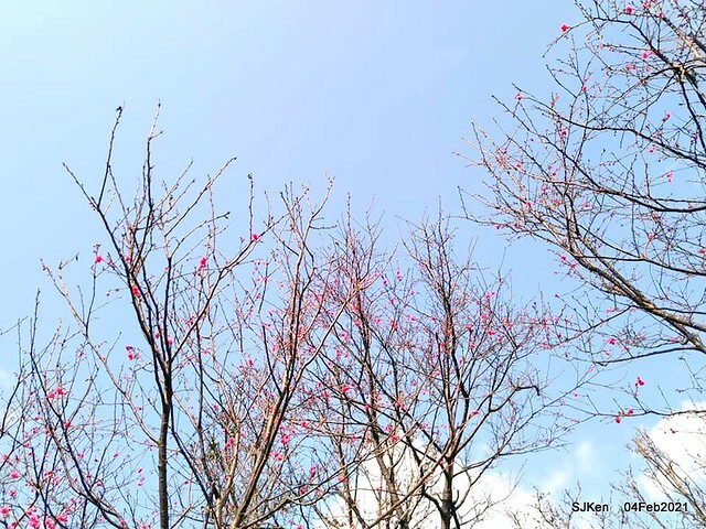 Cherry blossoms at 東湖樂活公園, Taipei, Taiwan,SJKen, Feb 4, 2021.