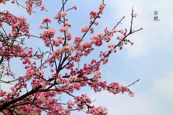 春櫻