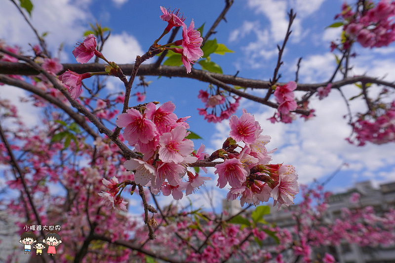 台北櫻花秘境 014