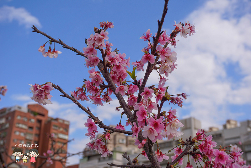 台北櫻花秘境 033