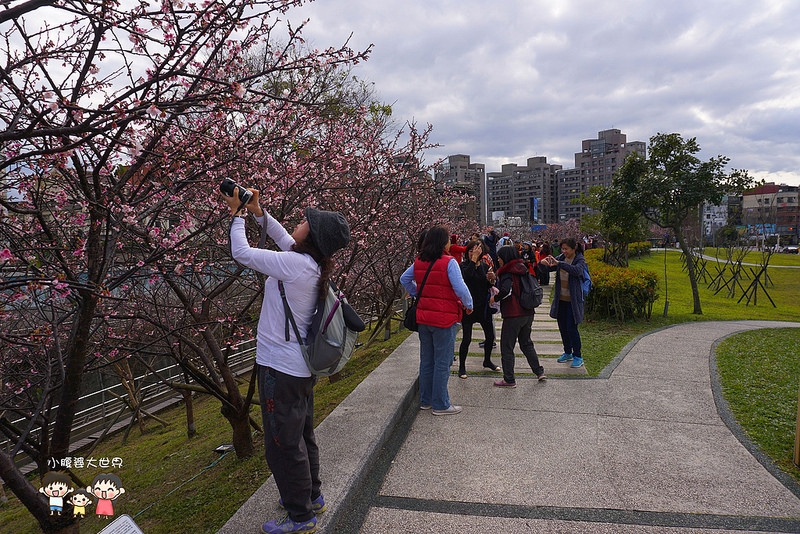 台北櫻花秘境 045