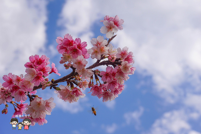 台北櫻花秘境 018