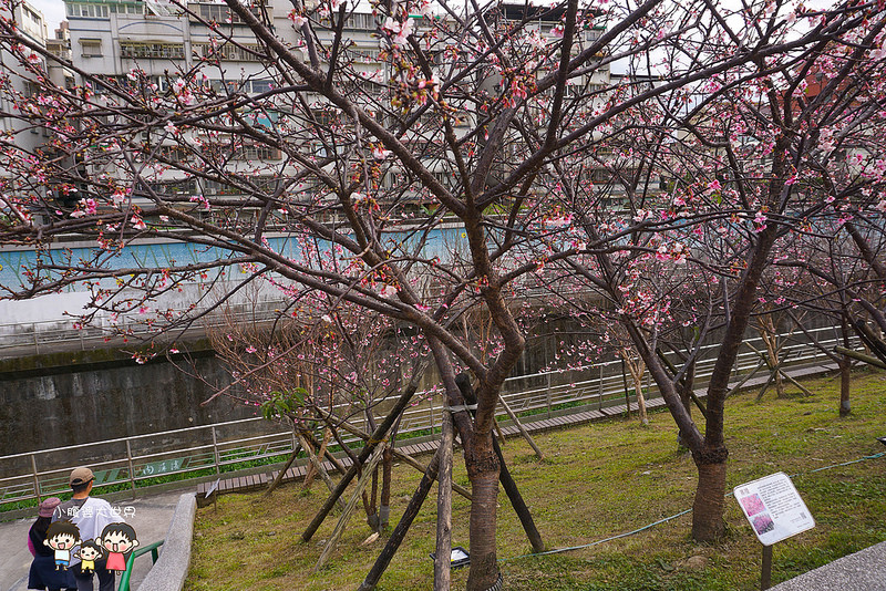 台北櫻花秘境 044