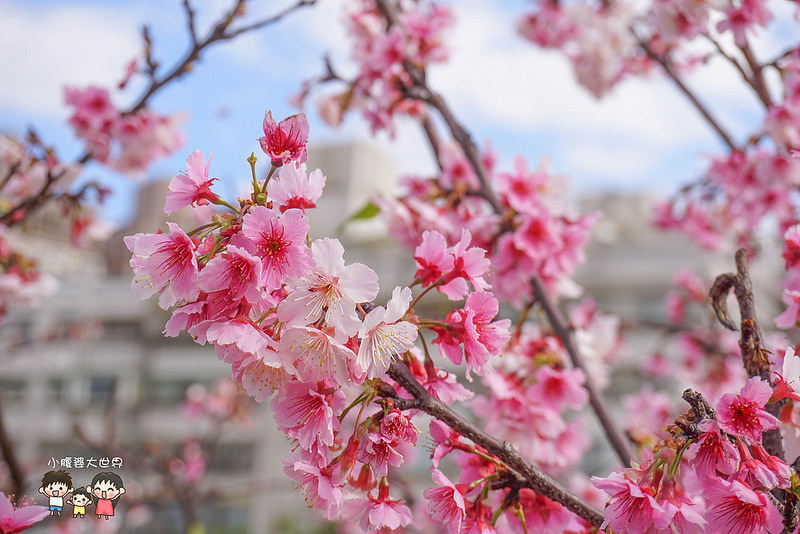 台北櫻花秘境 038
