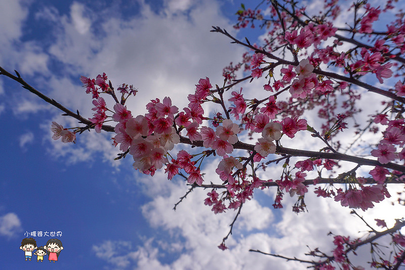 台北櫻花秘境 020